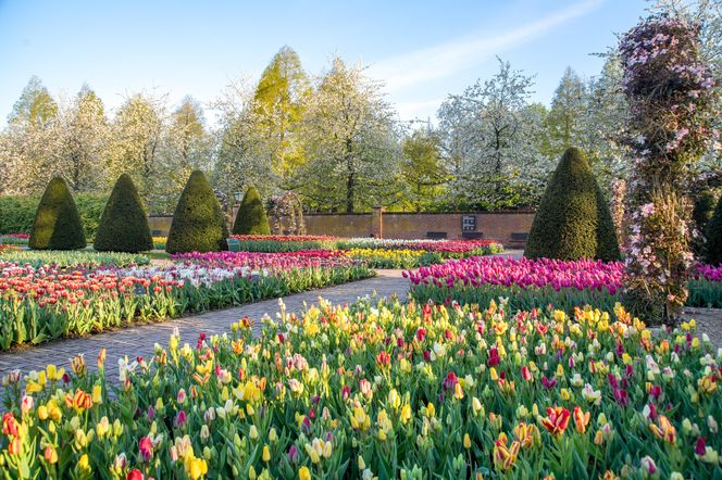 Ogród Keukenhof w Holandii