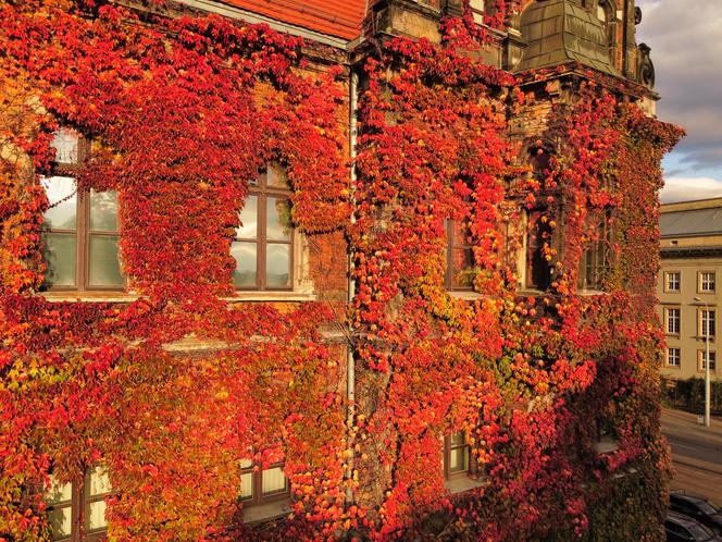 Te widoki zapierają dech w piersiach. Piękna jesień we Wrocławiu   