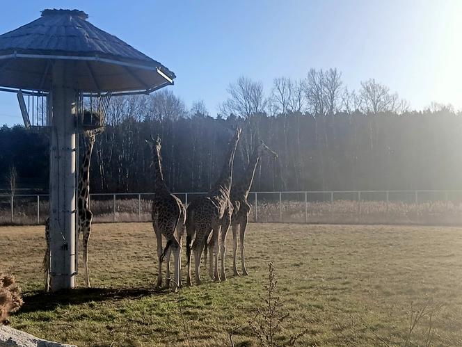 Żyrafy z poznańskiego zoo poczuły wiosnę