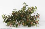Nematanthus