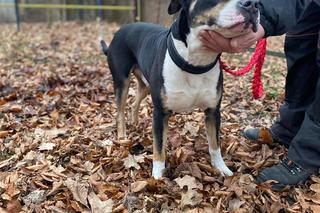 Porzucili psiaka w walentynki i złamali mu serce. Obrońcy zwierząt nazwali go Amor