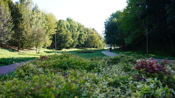 Filary porośnięte bluszczem w Lublinie! Tak się prezentują w jesiennej odsłonie