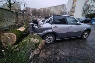 Powalone drzewa uszkodziły zaparkowane samochody