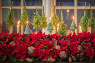 Najpiękniejsze rośliny doniczkowe na święta Bożego Narodzenia!