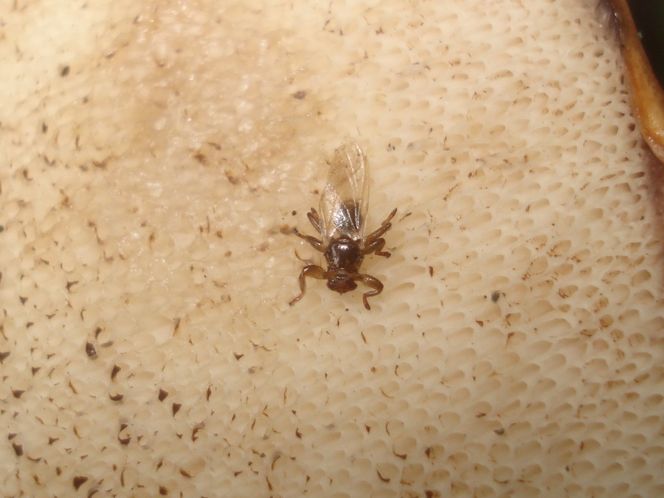 Ohydne latające kleszcze w natarciu. Wchodzą we włosy, wlatują do ust