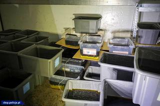 Wyprodukowali narkotyki warte dziesiątki milionów!