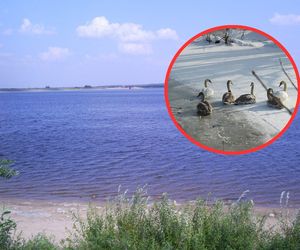 Ptasi raj niedaleko Łodzi. Zdaniem AI to jedna z najbardziej niedocenianych atrakcji w regionie