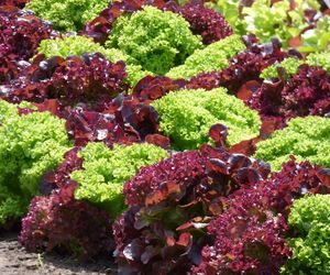 Rodzaje sałaty - jakie są, co warto o nich wiedzieć