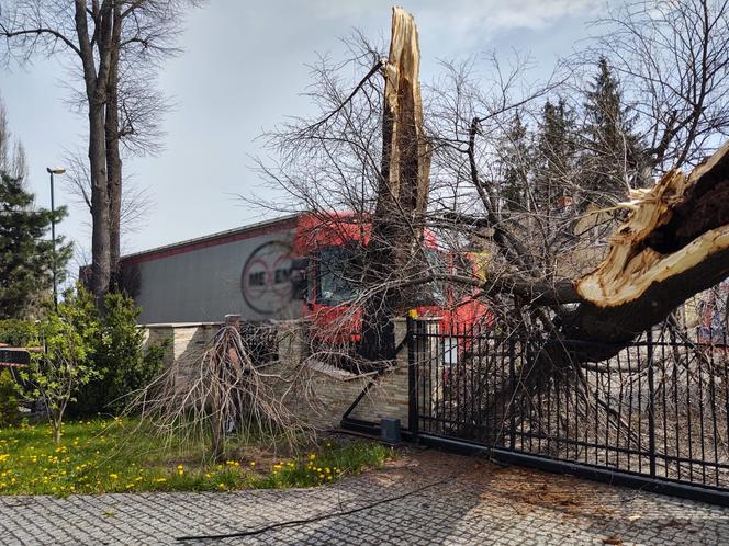 Nowy Sącz. Ciężarówka uderzyła w drzewo i zwaliła je na prywatną posesję. Jedna osoba poszkodowana