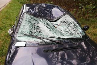Łoś zderzył się z BMW, sarna uszkodziła dwa auta. Niebezpieczne zdarzenia na mazurskich drogach [ZDJĘCIA]
