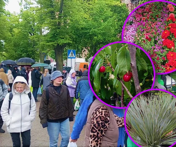 Wały Chrobrego zakwitły kolorami. Pomimo deszczu i zimna, kiermasz Pamiętajcie o ogrodach przyciągnął tłumy