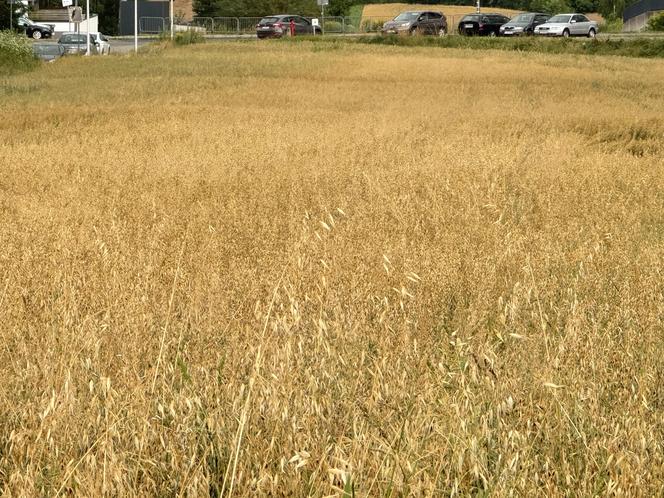 To lubelskie pole było słynne na całą Polskę! Co tu rośnie zamiast konopi? Zobacz