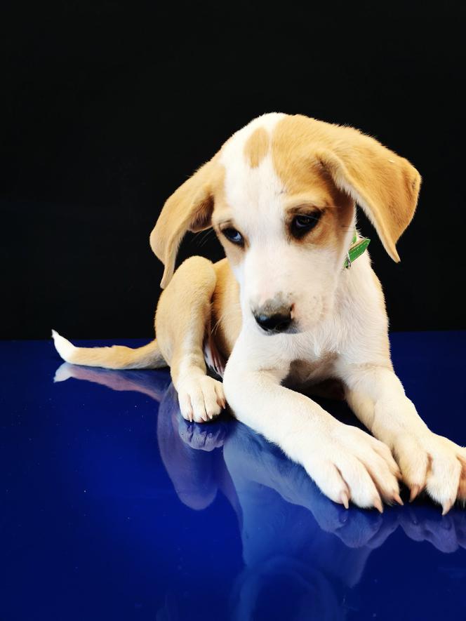 Bimber osłodzi ci życie