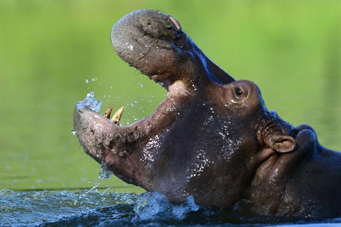 Inwazja kokainowych hipopotamów! Są gigantyczne i zabójcze