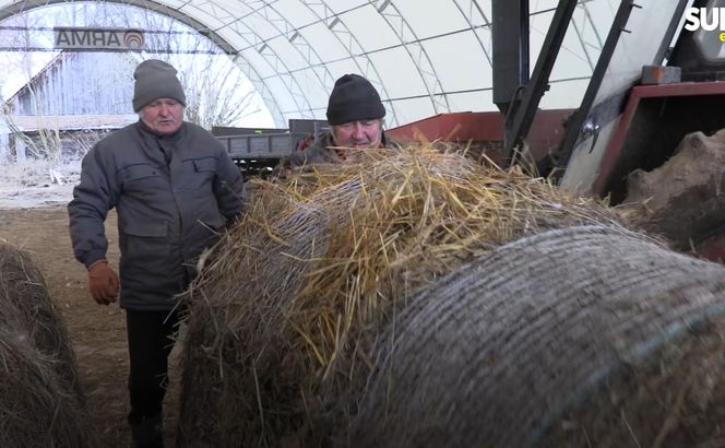 Rolnicy. Podlasie. Gienek i Sławek karmią zwierzęta. " A nie przestraszą się ciebie krowy?"