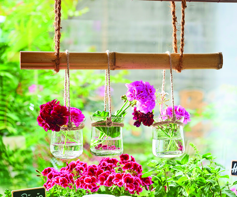 Pelargonie