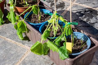 Ogórki po wiosennych przymrozkach 