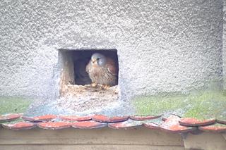 Sokoły pustułki w szczecińskim magistracie