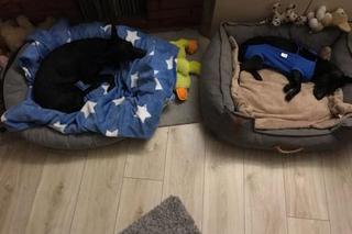 Daria zamknęła psa w mieszkaniu i wyjechała. Teraz Daisy ma nowy dom