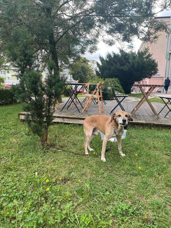 Świdnik. Ktoś przywiązał psa do krzewu. Kundel szczekał na klientów lodziarni