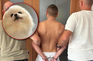 Złodzieje chcieli zrobić romantyczny gest, a wpadli! Pies warty fortunę wrócił do właściciela