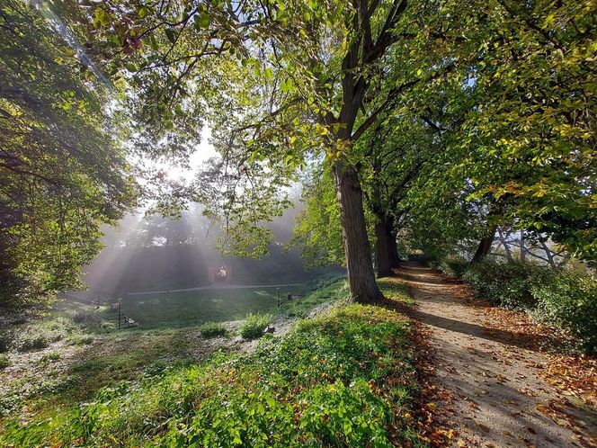 Zamojski Park jesienią