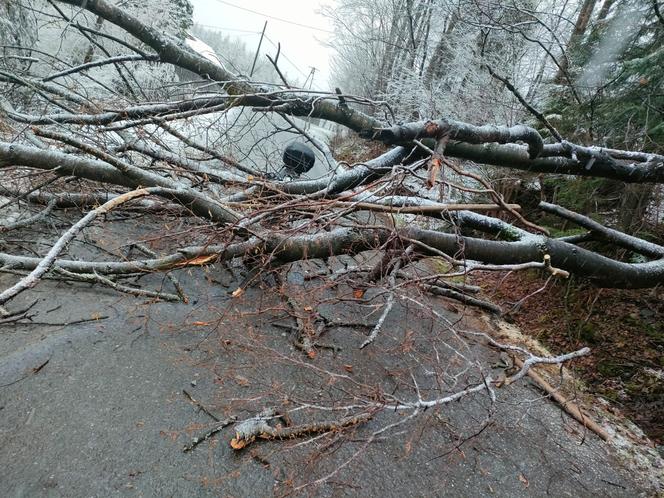 Sopotnia Mała: Na parę jadącą motorowerem spadło drzewo. Trafili do szpitala 