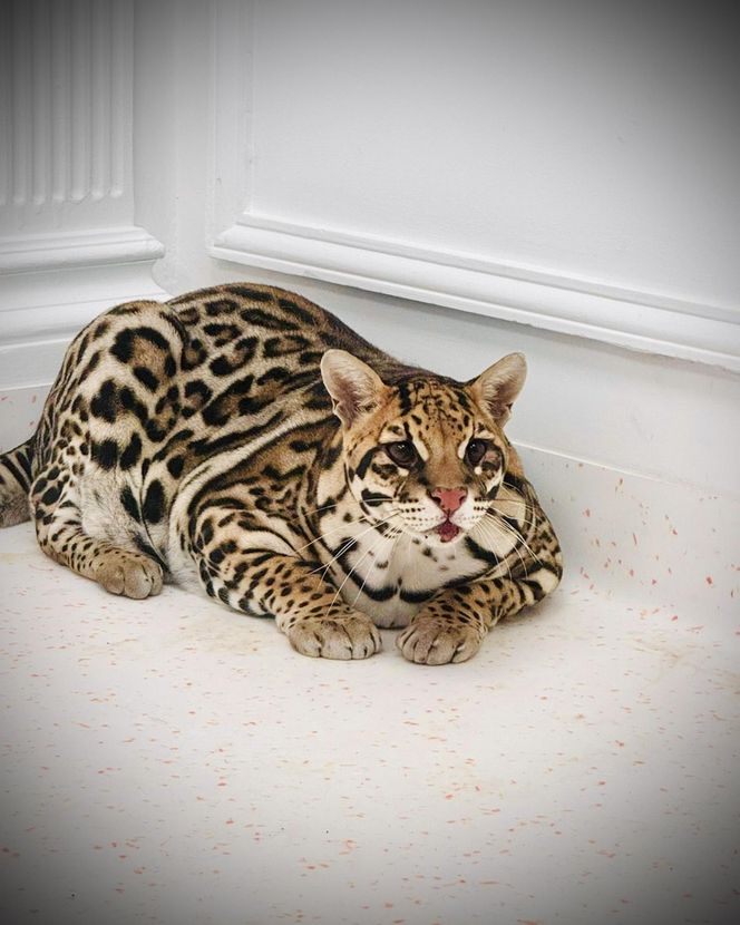 Dziki kot u weterynarza.