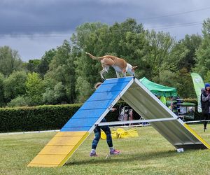 Zawody Agility w Myślęcinku. Psy walczyły o tytuł najzwinniejszego!