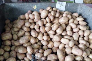 Euforia na straganie! Młode ziemniaczki z Polski robią furorę