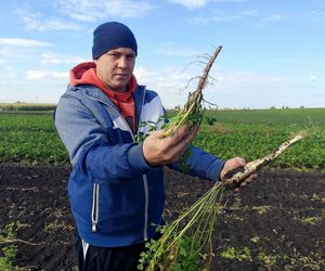 Zamiast pietruszki korzeniowej wyrosła naciowa! Dramat rolników z południa Polski