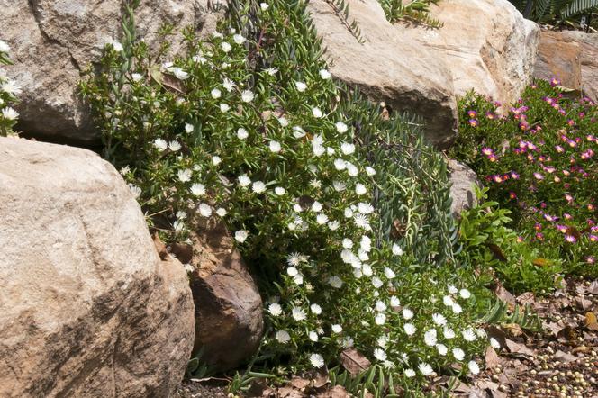 Delosperma