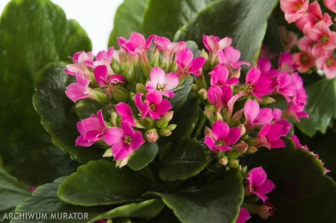 Kalanchoe Blossfelda