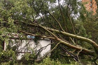 Burze przeszły przez województwo śląskie. Blisko 200 interwencji strażaków. Najwięcej w powiecie raciborskim