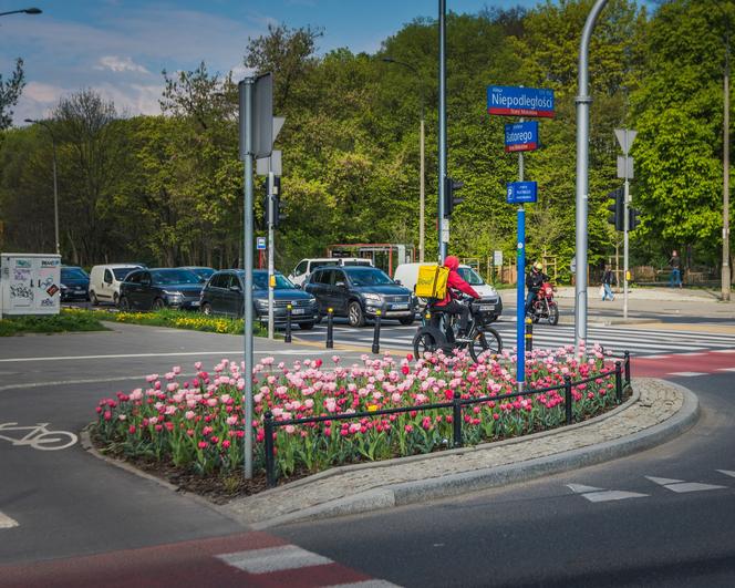 Warszawa utonęła w kolorowych tulipanach