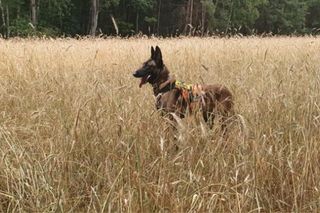 Dafne, bohaterka na czterech łapach. Bolesna diagnoza i trudna walka o zdrowie