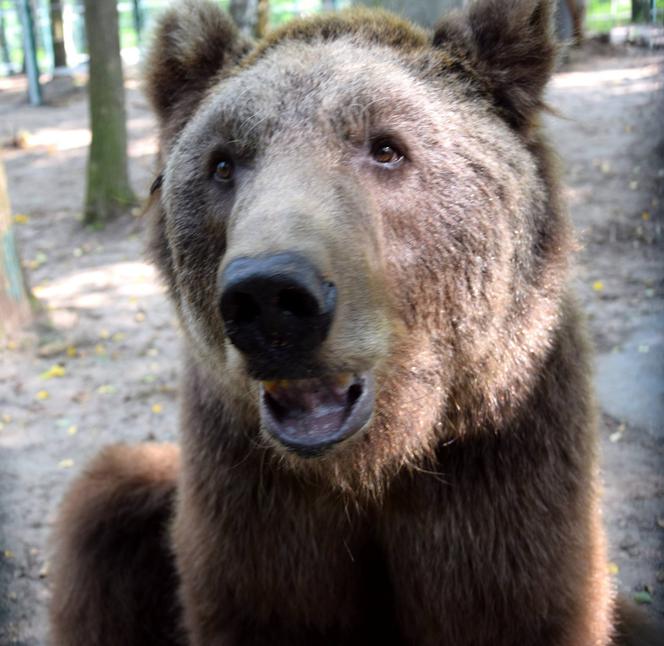 Niedźwiedź Baloo z poznańskiego zoo