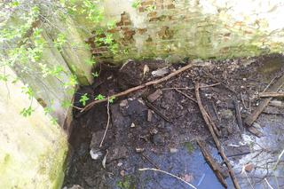 Bóbr uwięziony w piwnicy we Wrocławiu. Na ratunek ruszyły strażniczki miejskie