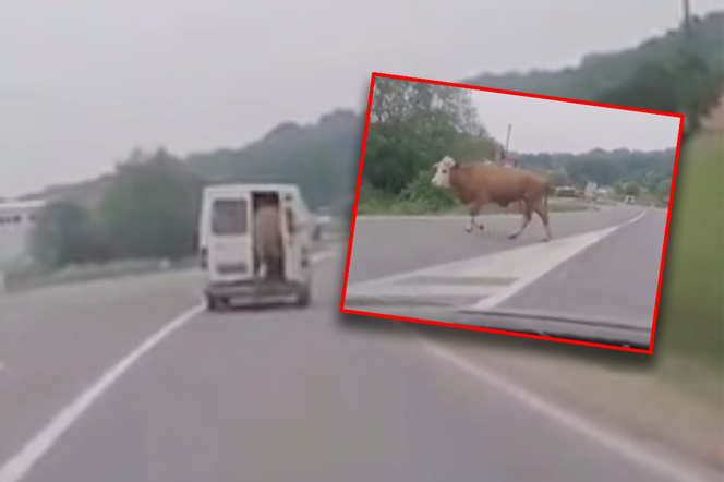 Krowa wypadła z jadącego samochodu