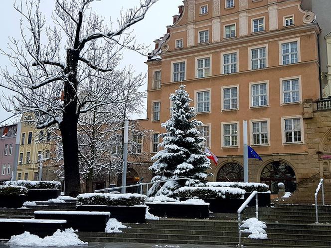 Przed ratuszem pojawiło się już świąteczne drzewko