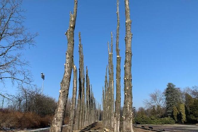 Koszmarny widok w Parku Śląskim. Wycięto prawie 100 drzew! Mieszkańcy są w szoku