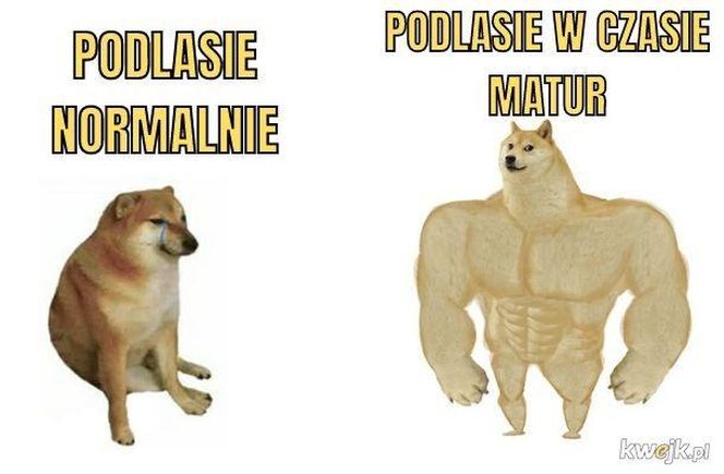 Memy o maturze