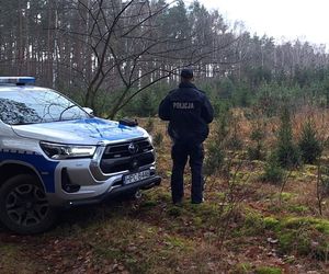 Nielegalne choinki? Policja kontroluje sprzedawane drzewka świąteczne