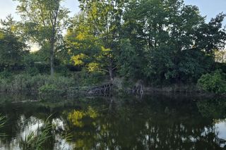 Bagry Ludwinowskie w Krakowie. Tu ma powstać Ptasi Raj