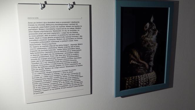 Krakowski magistrat dostarczył do Szpitala Babińskiego 5 ocieplanych budek dla dzikich kotów. Domki pomogą zwierzakom przetrwać zimę