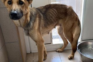 Wychudzona suczka była na łańcuchu, broniła dostępu do budy. Tam spały jej szczenięta