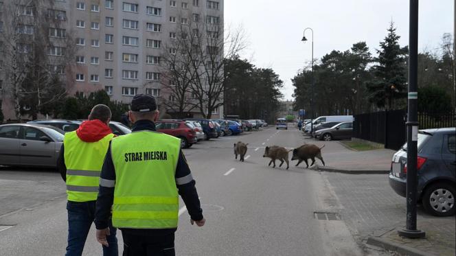  Obława na dziki w Legionowie. Komendant straży miejskiej apeluje: "Nie dokarmiajmy!"