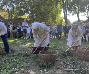 Tradycyjne wykopki w Muzeum Wsi Lubelskiej. Tak kiedyś zbierano ziemniaki