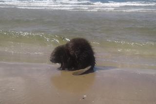NIETYPOWY plażowicz na świnoujskiej plaży. W Bałtyku pluskał się... BÓBR! [ZDJĘCIA, WIDEO]