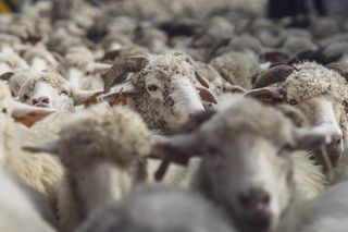 Redyk jesienny w Szczawnicy 2024